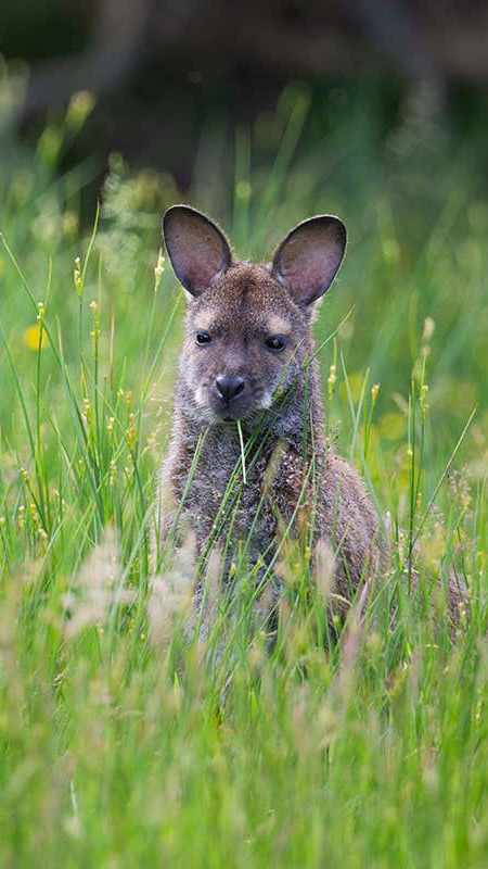 Wallaby image