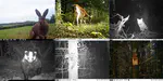 Seasonal and predator-prey effects on circadian activity of free-ranging mammals revealed by camera traps
